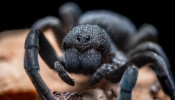 Black tarantula.