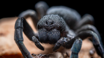 Black tarantula.