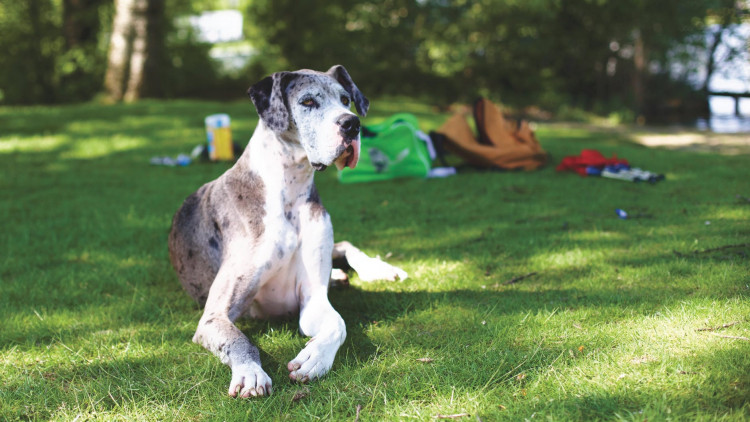 Blue Merle Great Dane.