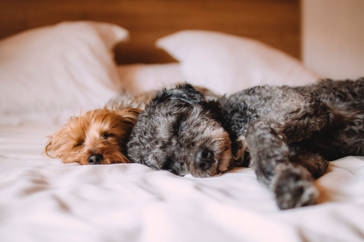 Two short-coated gray and brown puppies lying on white textile.