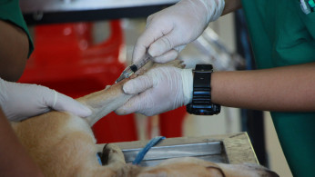Vet vaccinating a dog.