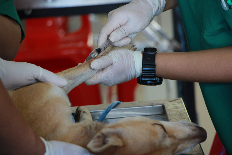 Vet vaccinating a dog.