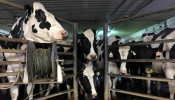 US Milk Industry