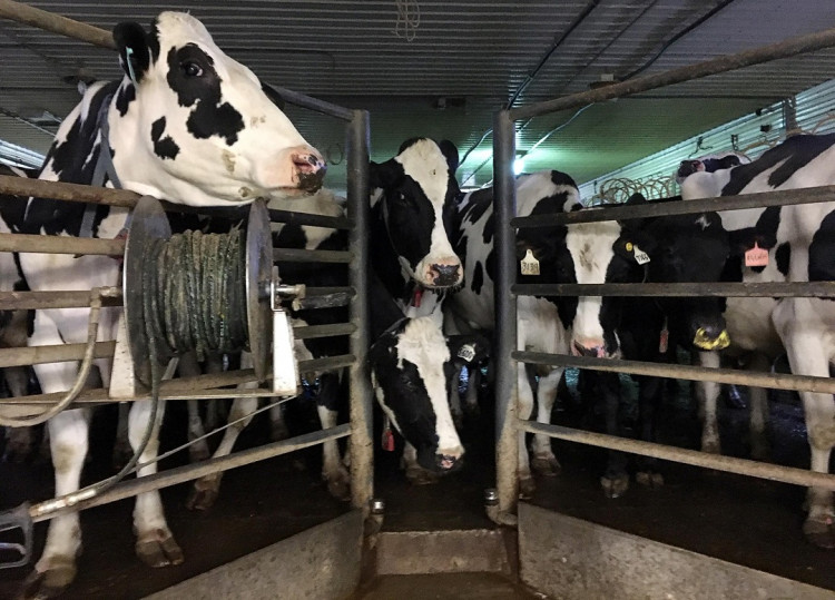 US Milk Industry