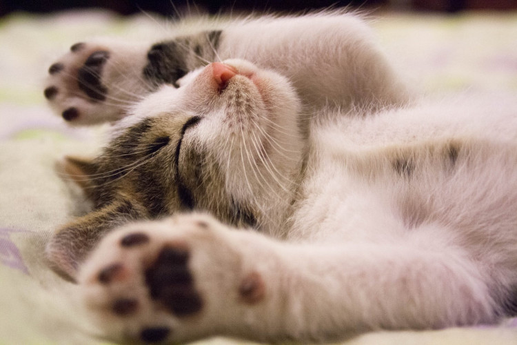 Kitten lying on surface.