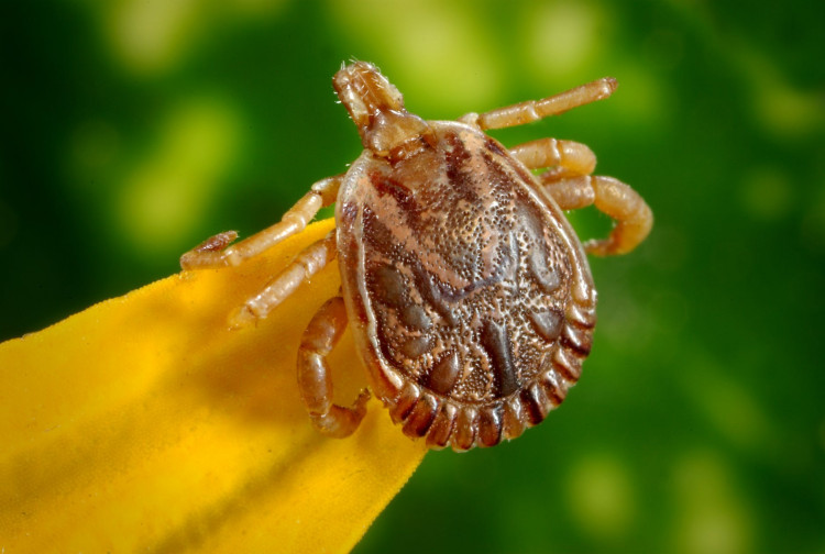 Brown tick on yellow leaf.