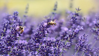 Bees on purple flower.