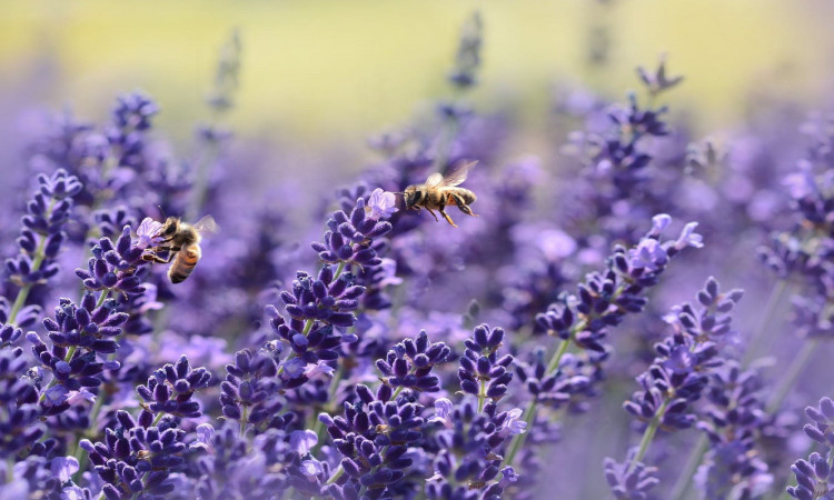 Bees on purple flower.
