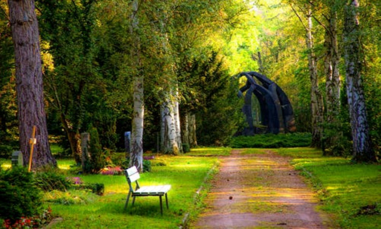 Trees in the park.
