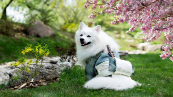 Adult medium-coated white dog standing on grass.
