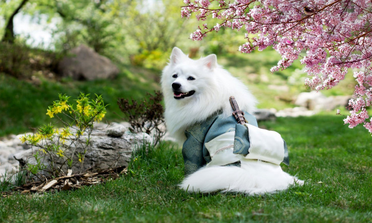 Adult medium-coated white dog standing on grass.