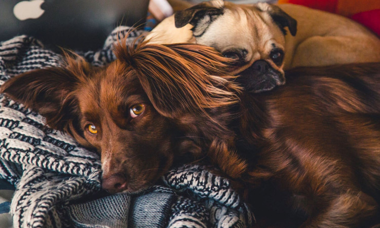 Dog lying on bed.