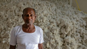 INDIA COTTON 