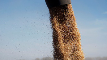 Soybean
