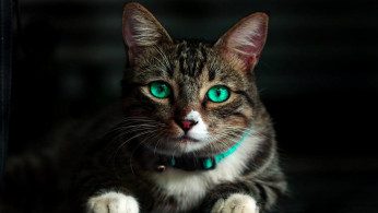 Brown cat with green eyes.