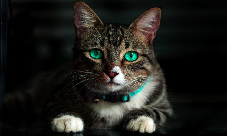 Brown cat with green eyes.