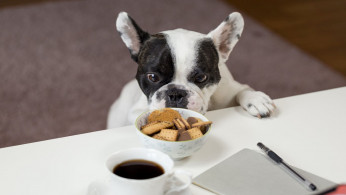 White and black English bulldog stands in front of a table with crackers on a bowl.