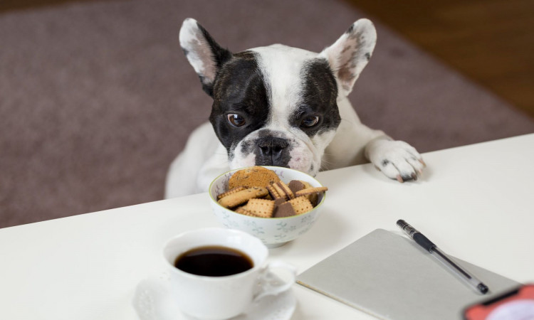 White and black English bulldog stands in front of a table with crackers on a bowl.