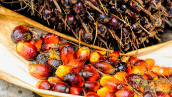 PALM OIL