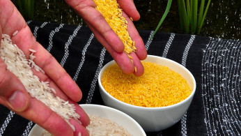 Golden Rice grain compared to white rice grain in screenhouse of Golden Rice plants.