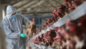 China bird flu outbreak