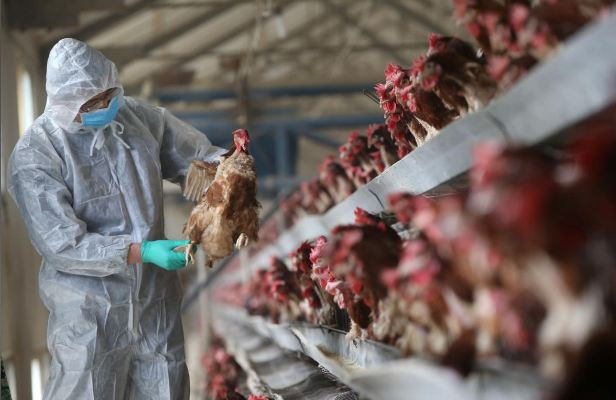 China bird flu outbreak