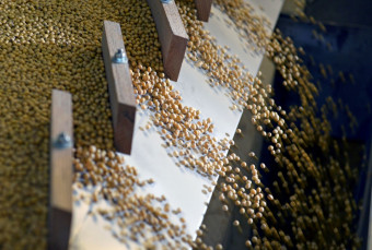 Soybean
