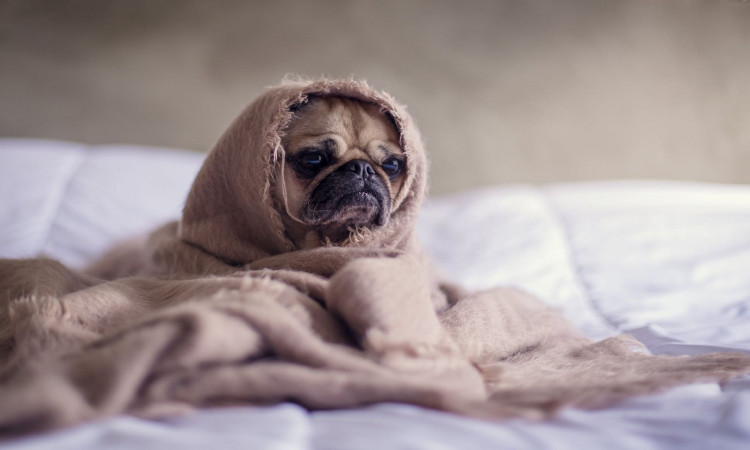 Close up photography of a fawn pug.