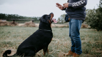 Photo of a man training a Rottweiler.