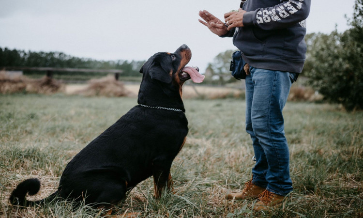 Photo of a man training a Rottweiler.