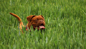 Brown Mastiff playing on the green grass.