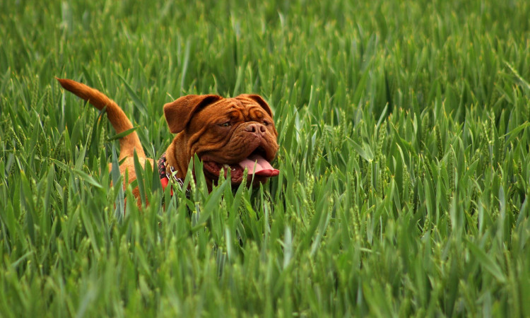 Brown Mastiff playing on the green grass.