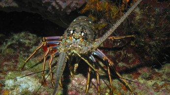 Coronavirus is killing Australia’s lobster export market