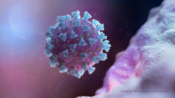 A model structurally representative of a betacoronavirus which is the type of virus linked to COVID-19