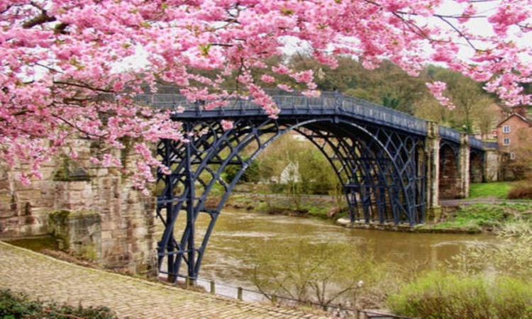 Cherry blossom tree beside black bridge.