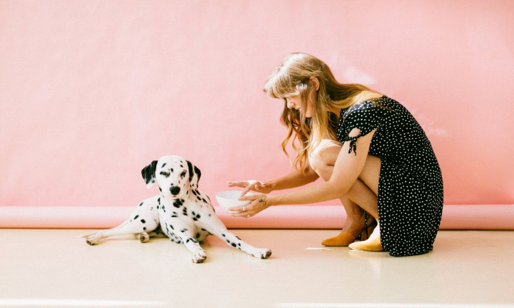 White and black dalmatian dog sitting with a woman. 