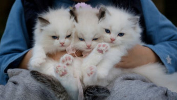 Close-up photo of a hand holding three kittens.