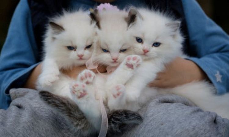 Close-up photo of a hand holding three kittens.