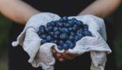 Person holding blueberries.
