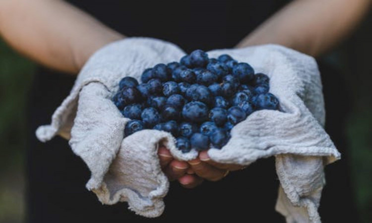 Person holding blueberries.