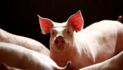 China Pig Production