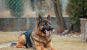 Adult German Shepherd lying on the ground.