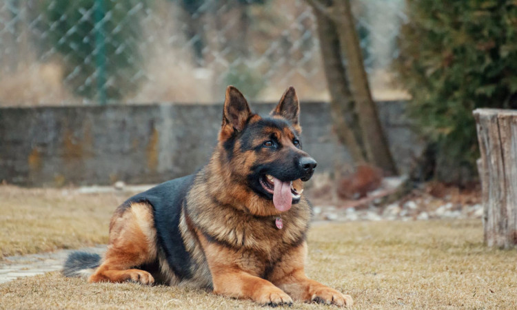 Adult German Shepherd lying on the ground.