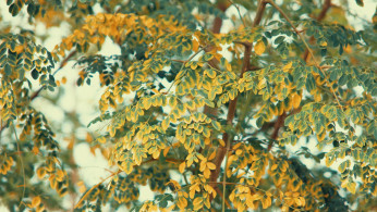 Low angle photo of moringa.