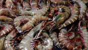 Shrimp Industry