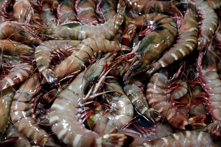 Shrimp Industry