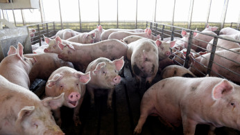 African Swine Fever