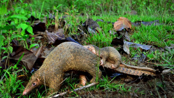 An adult Philippine Pangolin and her pup photographed in the forests of Palawan by Gregg Yan