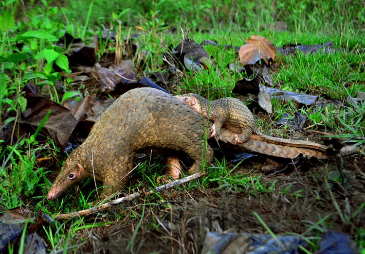 An adult Philippine Pangolin and her pup photographed in the forests of Palawan by Gregg Yan