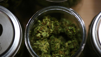 CANNABIS